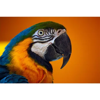 Malířské plátno Umění Zdi Oranžový Papoušek Plakát HD Moderního Umění Estetické Pokoj Dekor Visí Obraz Zvířat Plátno Tisků